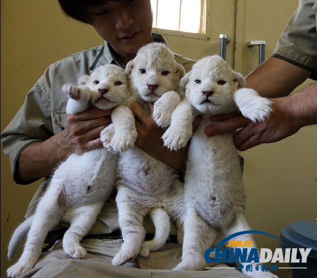 雪白柔軟似綿羊 珍稀白獅子幼崽萌照大曝光（組圖）
