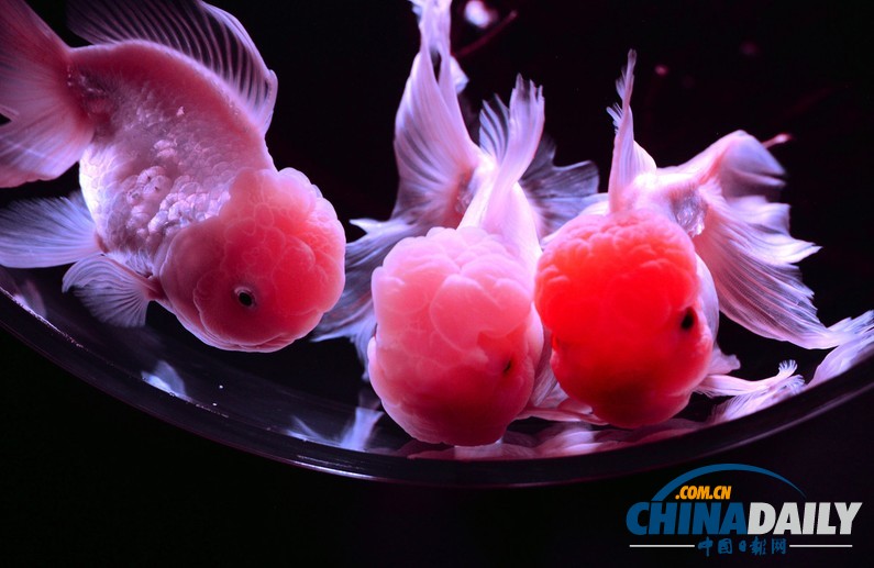 日本東京“藝術水族館”展覽開幕 展品精美別致