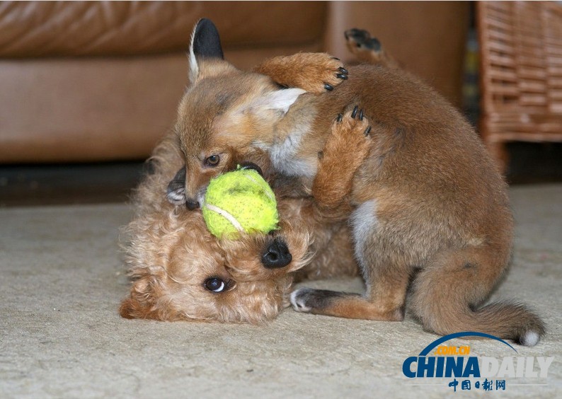 現(xiàn)實(shí)版“狐朋狗友”：兩只萌物打鬧嬉戲惹人愛