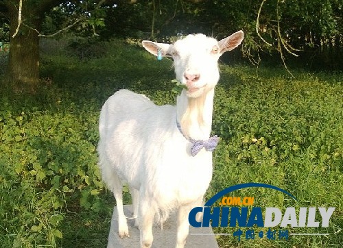 優雅山羊女士網絡躥紅 報紙相伴自斟自飲欲覓佳偶