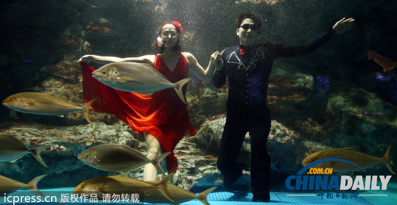 韓國首爾水族館推出新節目 水中探戈舞姿優雅（組圖）