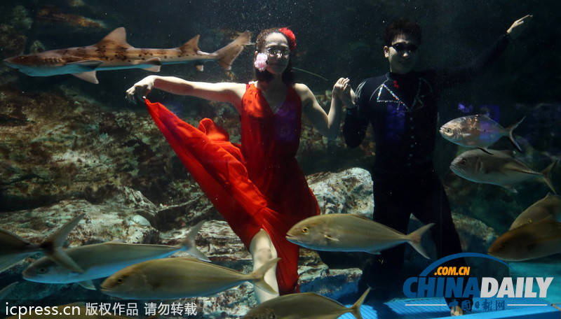 韓國首爾水族館推出新節目 水中探戈舞姿優雅（組圖）