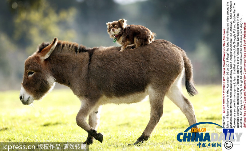 偷懶不分種族 瞧瞧動(dòng)物界的“搭便車(chē)”現(xiàn)象
