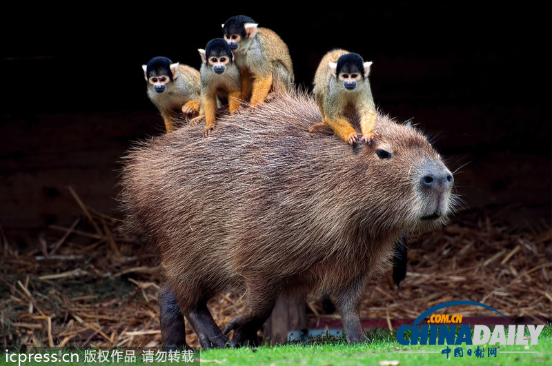 偷懶不分種族 瞧瞧動物界的“搭便車”現象