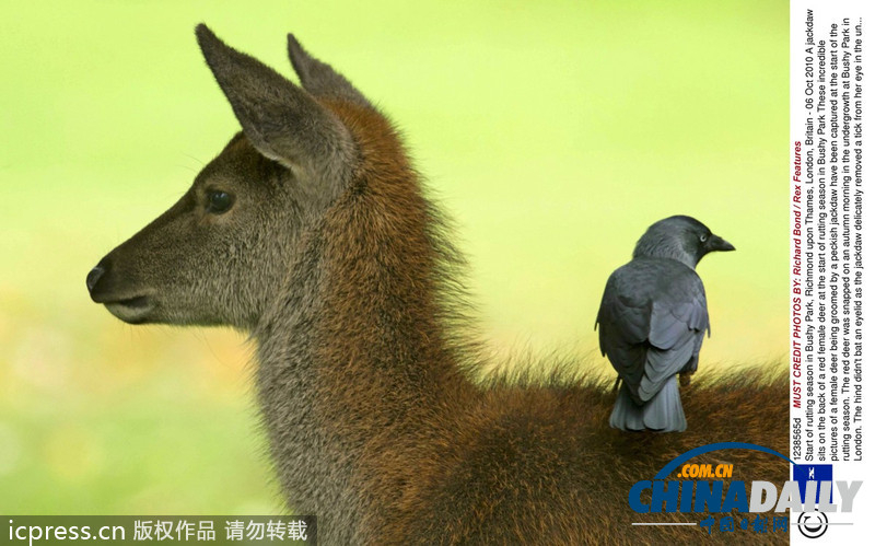偷懶不分種族 瞧瞧動(dòng)物界的“搭便車”現(xiàn)象
