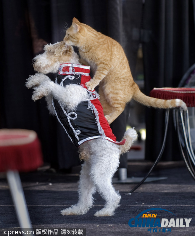 偷懶不分種族 瞧瞧動物界的“搭便車”現象