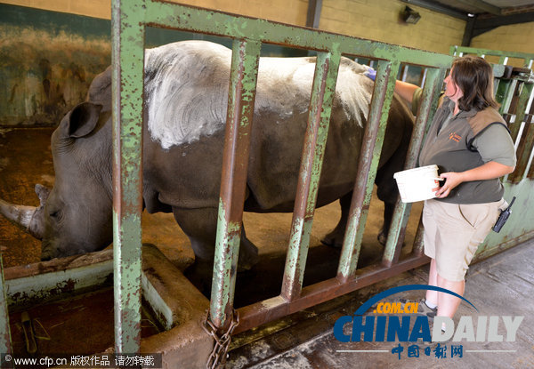 英國遭熱浪襲擊 犀牛也涂防曬霜免受陽光毒曬