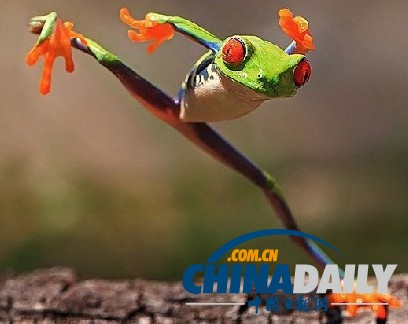 印尼打雨傘青蛙系列系無(wú)良攝影師擺拍（組圖）