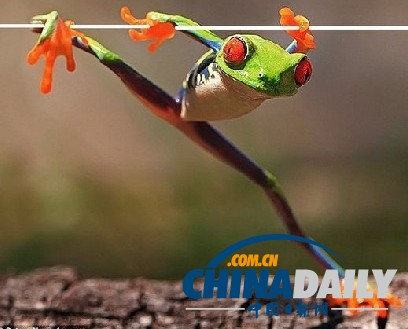 印尼打雨傘青蛙系列系無(wú)良攝影師擺拍（組圖）