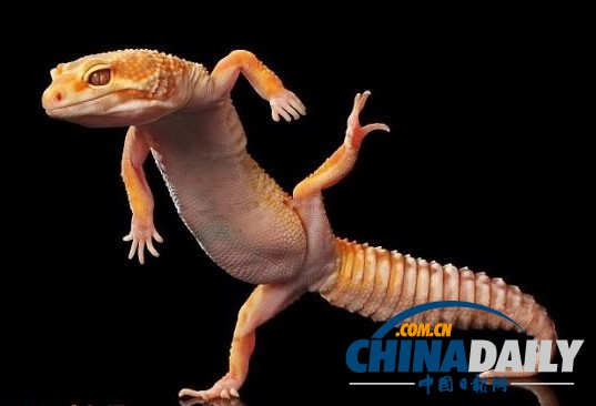 印尼打雨傘青蛙系列系無(wú)良攝影師擺拍（組圖）