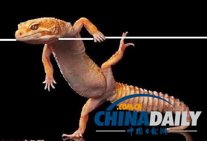 印尼打雨傘青蛙系列系無(wú)良攝影師擺拍（組圖）