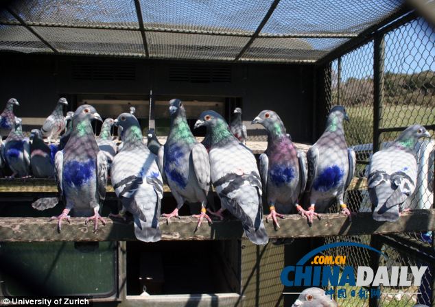瑞士科學家發現鴿腦有空間地圖 助其找到回家的路
