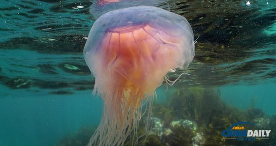 英國(guó)海岸水母數(shù)量猛增 或與溫暖天氣和海洋污染有關(guān)