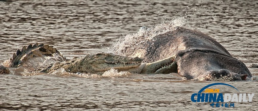 美國(guó)攝影師冒死拍攝鱷魚(yú)飽餐河馬尸體（高清組圖）