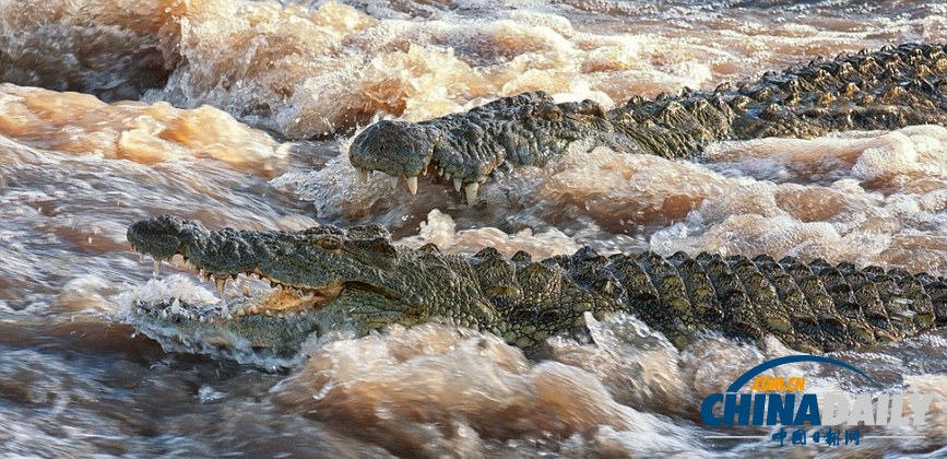 美國攝影師冒死拍攝鱷魚飽餐河馬尸體（高清組圖）
