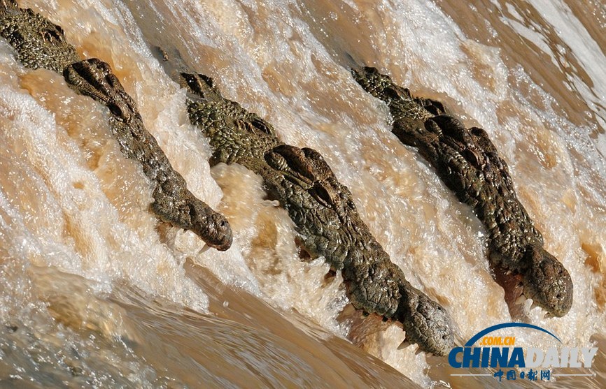 美國攝影師冒死拍攝鱷魚飽餐河馬尸體（高清組圖）