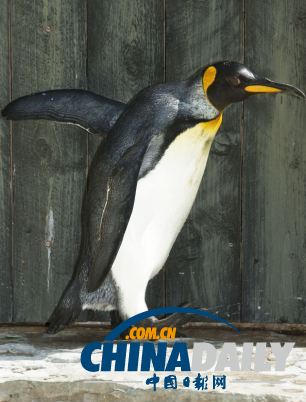 世界上最老企鵝36歲高齡 相當于人類108歲(圖)