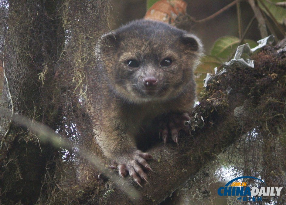 美國科學家發現半貓半熊新物種小型犬浣熊（高清組圖）