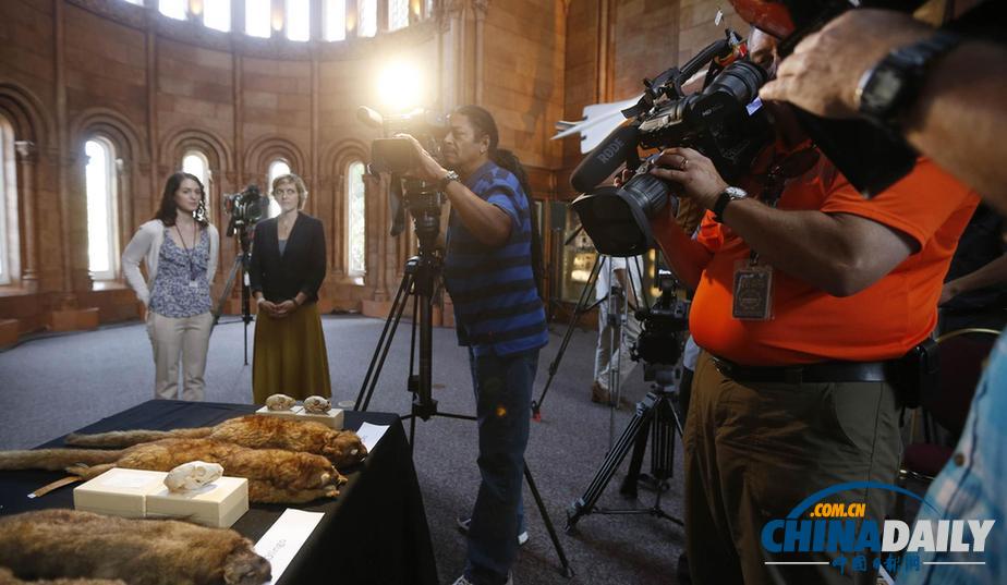 美國科學家發現半貓半熊新物種小型犬浣熊（高清組圖）