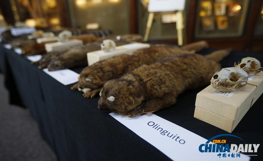 美國(guó)科學(xué)家發(fā)現(xiàn)半貓半熊新物種小型犬浣熊（高清組圖）