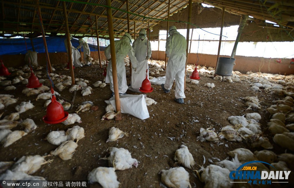 為防禽流感蔓延 尼泊爾捕殺禽類50萬只（高清組圖）