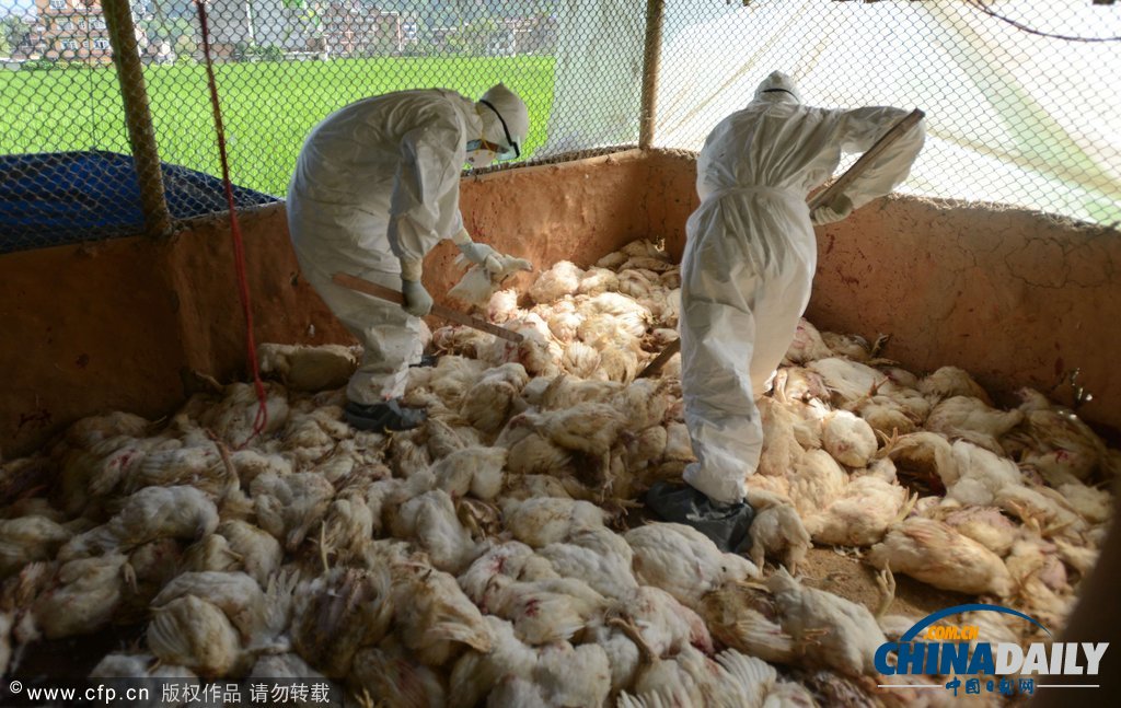 為防禽流感蔓延 尼泊爾捕殺禽類50萬只（高清組圖）