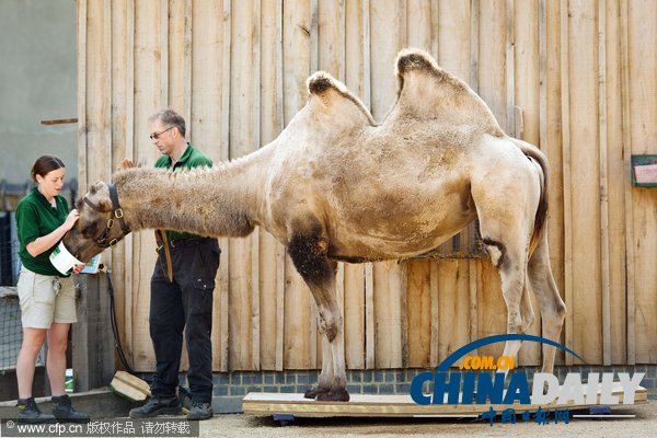 倫敦動物園年度大體檢啟動 各萌主乖乖“入甕”（組圖）