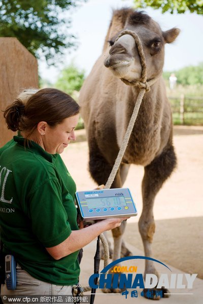 倫敦動物園年度大體檢啟動 各萌主乖乖“入甕”（組圖）