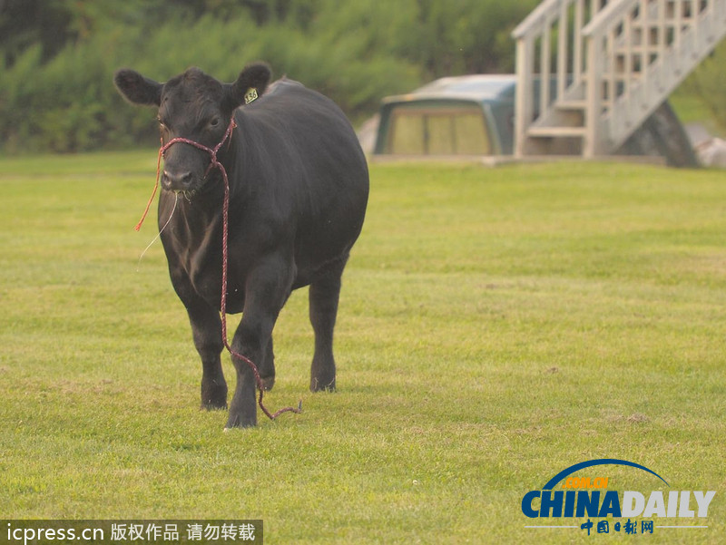 美國農場秀公牛脫韁逃跑撞倒一名男子