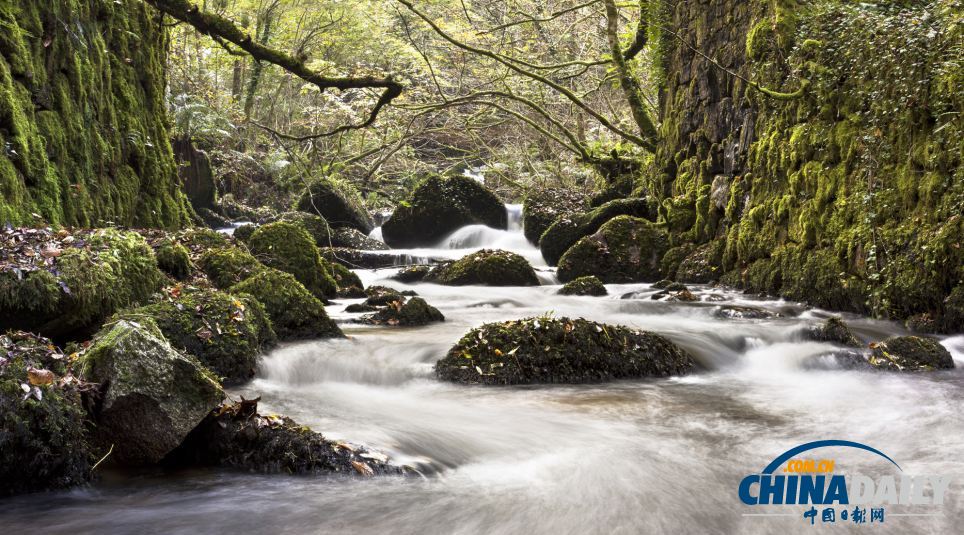 英國森林攝影大賽佳作精彩無限 仿佛帶你走入世外桃源