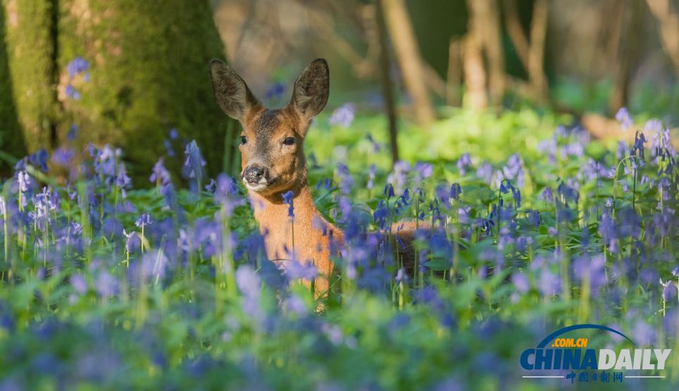 英國森林攝影大賽佳作精彩無限 仿佛帶你走入世外桃源