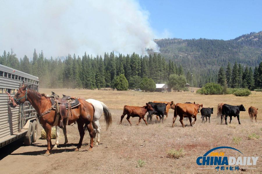 加州森林大火持續(xù)蔓延 舊金山水源遭到威脅（組圖）