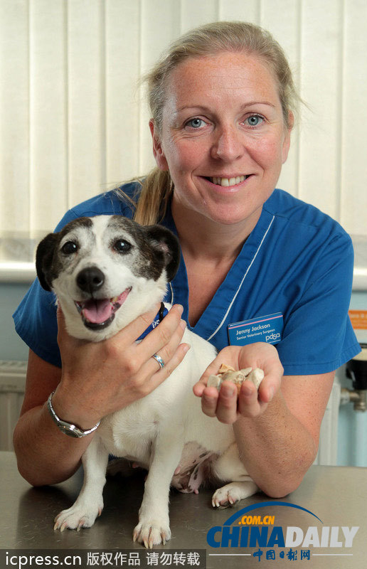 英國(guó)貪吃狗狗吞下80塊石子險(xiǎn)喪命（組圖）