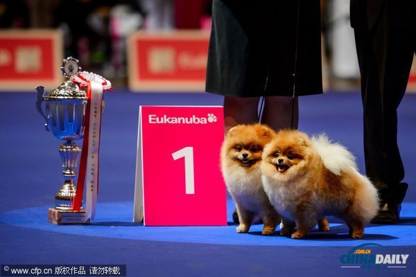 瑞士舉行狗狗大賽 過萬選手角逐最美“汪星人”桂冠