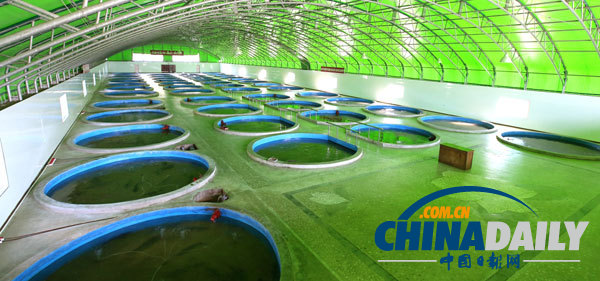 金正恩視察養(yǎng)魚場(chǎng) 要求大量生產(chǎn)鱘魚等供應(yīng)國(guó)際市場(chǎng)（組圖）