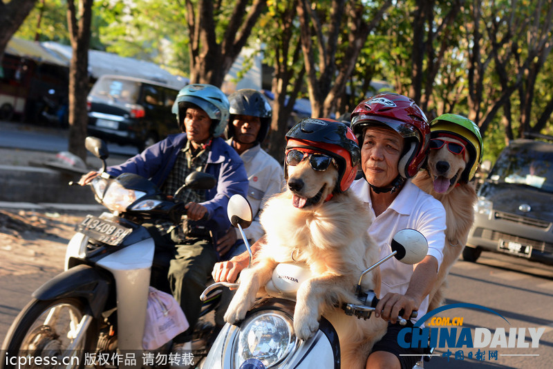 狗狗戴墨鏡頭盔坐摩的 與主人一起兜風(fēng)超酷