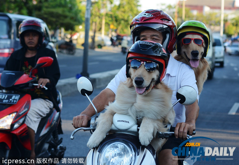 狗狗戴墨鏡頭盔坐摩的 與主人一起兜風超酷