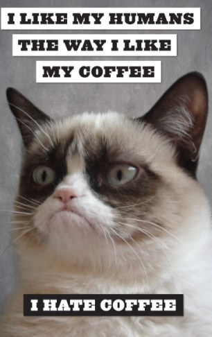 精靈古怪“壞脾氣貓”爆紅 一同領略霸氣背后的悲傷