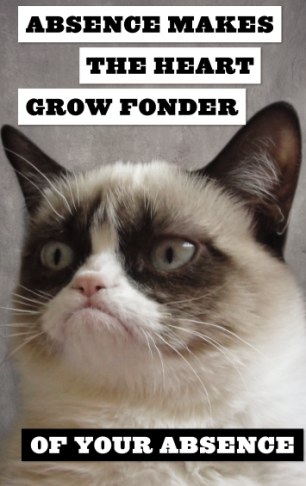 精靈古怪“壞脾氣貓”爆紅 一同領略霸氣背后的悲傷