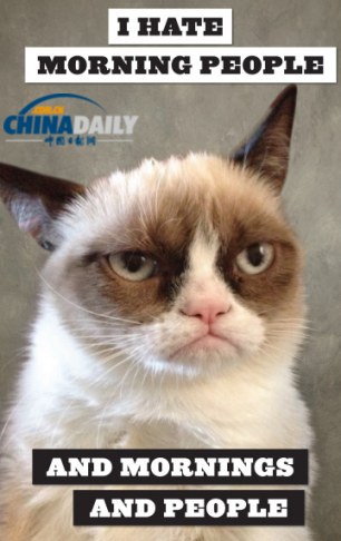 精靈古怪“壞脾氣貓”爆紅 一同領略霸氣背后的悲傷