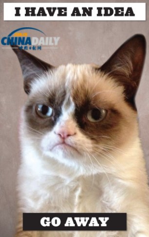 精靈古怪“壞脾氣貓”爆紅 一同領略霸氣背后的悲傷