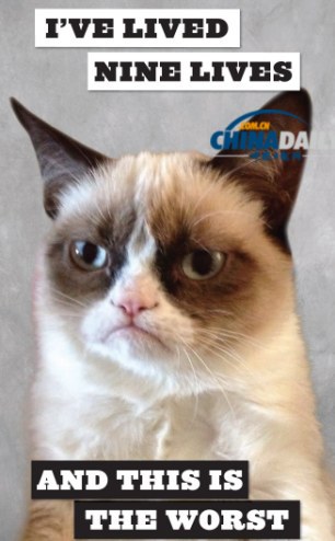 精靈古怪“壞脾氣貓”爆紅 一同領略霸氣背后的悲傷