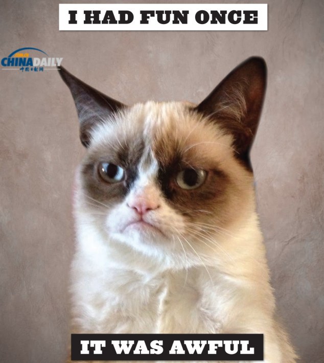 精靈古怪“壞脾氣貓”爆紅 一同領略霸氣背后的悲傷