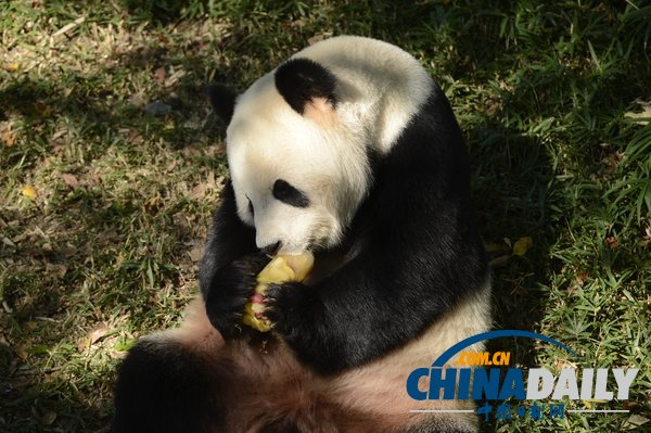 美國(guó)華盛頓一動(dòng)物園重開 大熊貓“添添”可愛亮相（組圖）