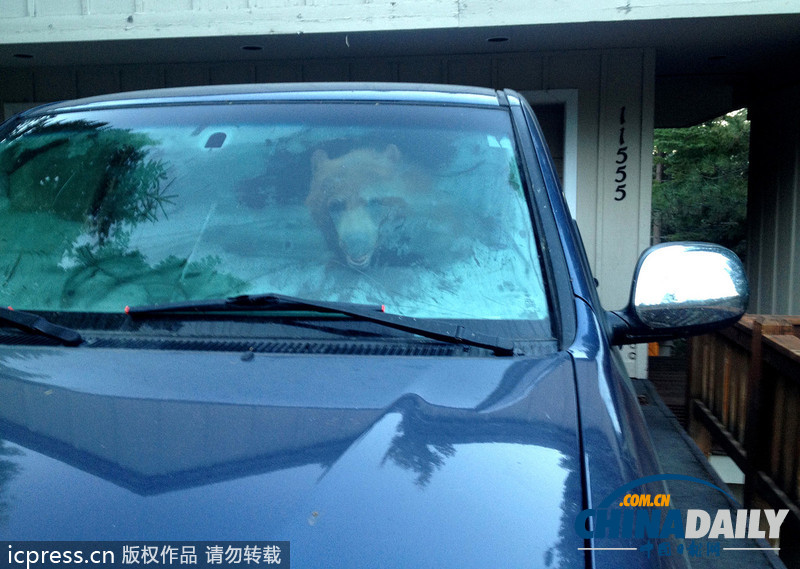 美國車主忘鎖車門 饑餓熊“乘虛而入”覓食反被鎖