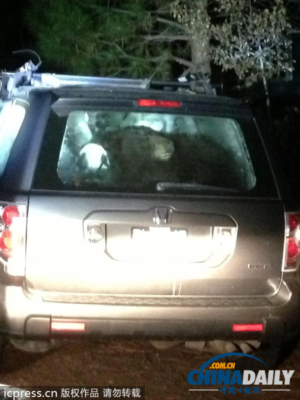 美國車主忘鎖車門 饑餓熊“乘虛而入”覓食反被鎖