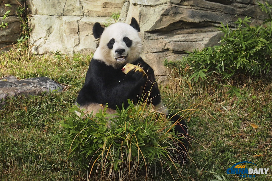 美國(guó)：旅美大熊貓誕下幼崽 動(dòng)物園為其全球征名（組圖）