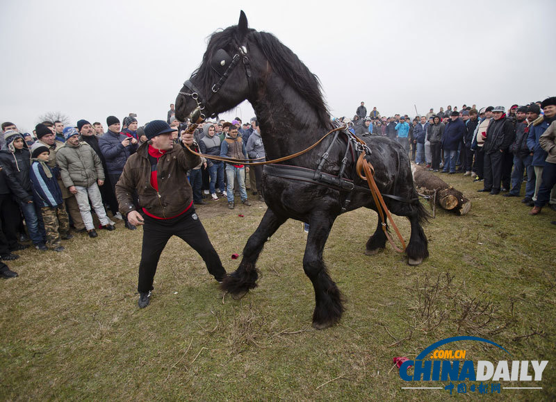 羅馬尼亞人縱馬馳騁慶祝主顯節 矮腳小馬萌翻鏡頭