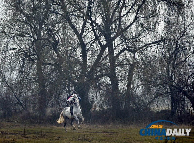 羅馬尼亞人縱馬馳騁慶祝主顯節 矮腳小馬萌翻鏡頭