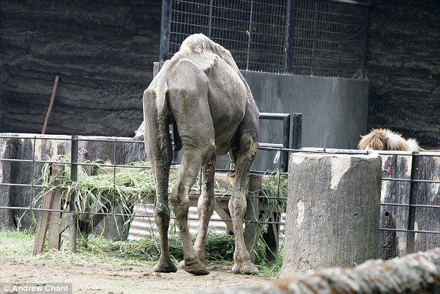 印尼動(dòng)物園再爆丑聞 非洲獅被吊死在籠中